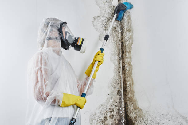 Best Residential Mold Removal  in St Martinville, LA